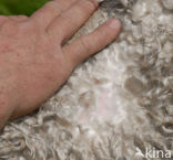 Angora Goat