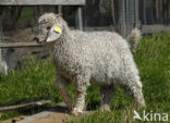 Angora Goat