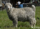 Angora Goat