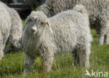 Angora Goat