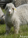 Angora Goat