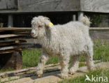 Angora Goat