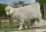 Angora Goat