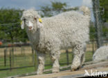 Angora Goat