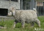 Angora Goat