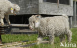 Angora Goat