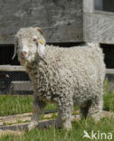 Angora Goat