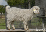 Angora Goat