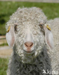 Angora Goat