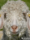 Angora Goat