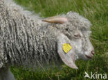 Angora Goat