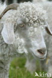 Angora Goat