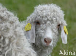 Angora Goat