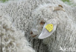 Angorageit (Capra domesticus)