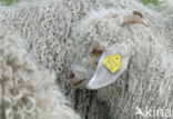 Angora Goat