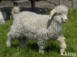 Angora Goat