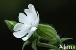 Bladder Campion (Silene latifolia)