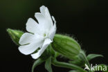 Avondkoekoeksbloem (Silene latifolia)