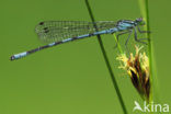 Azuurwaterjuffer (Coenagrion puella)