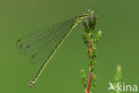 Azuurwaterjuffer (Coenagrion puella)