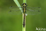 Beekrombout (Gomphus vulgatissimus) 