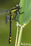 Beekrombout (Gomphus vulgatissimus) 