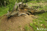 Behaarde rode bosmier (Formica rufa)