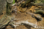 Behaarde rode bosmier (Formica rufa)