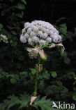 Giant Hogweed (Heracleum mantegazzianum)