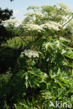 Giant Hogweed (Heracleum mantegazzianum)