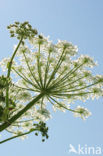 Giant Hogweed (Heracleum mantegazzianum)