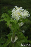 Giant Hogweed (Heracleum mantegazzianum)