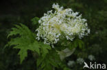 Giant Hogweed (Heracleum mantegazzianum)