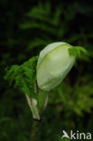 Giant Hogweed (Heracleum mantegazzianum)