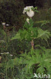 Giant Hogweed (Heracleum mantegazzianum)