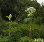 Giant Hogweed (Heracleum mantegazzianum)