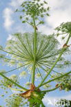 Giant Hogweed (Heracleum mantegazzianum)