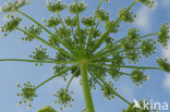 Giant Hogweed (Heracleum mantegazzianum)