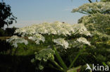 Giant Hogweed (Heracleum mantegazzianum)