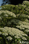 Giant Hogweed (Heracleum mantegazzianum)