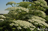 Giant Hogweed (Heracleum mantegazzianum)