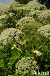 Giant Hogweed (Heracleum mantegazzianum)