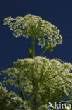 Giant Hogweed (Heracleum mantegazzianum)