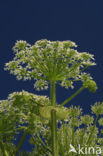 Giant Hogweed (Heracleum mantegazzianum)