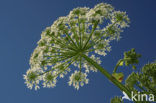 Giant Hogweed (Heracleum mantegazzianum)