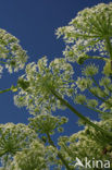 Giant Hogweed (Heracleum mantegazzianum)