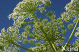 Giant Hogweed (Heracleum mantegazzianum)