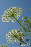 Giant Hogweed (Heracleum mantegazzianum)