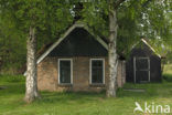 Birch (Betula)