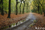 Beech (Fagus sylvatica)